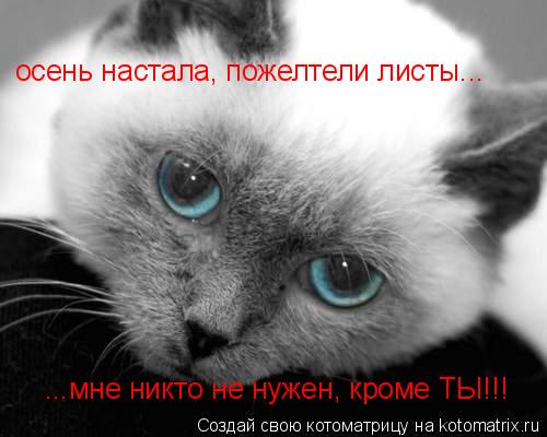 осень настала, пожелтели листы... ...мне никто не нужен, кроме ТЫ!!!... Котоматрица: осень настала, пожелтели листы... ...мне никто не нужен, кроме ТЫ!!!