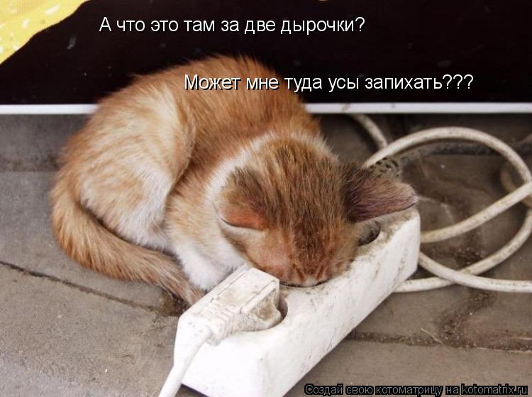 А что это там за две дырочки? Может мне туда усы запихать???... Котоматрица: А что это там за две дырочки? Может мне туда усы запихать???