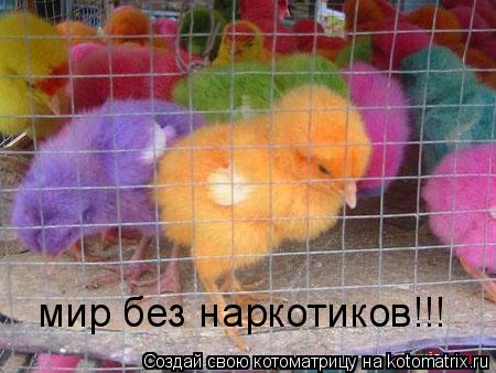 мир без наркотиков!!!... Котоматрица: мир без наркотиков!!!