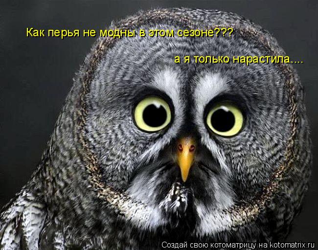Котоматрица: Как перья не модны в этом сезоне??? а я только нарастила....