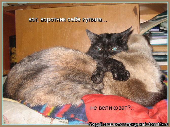 вот, воротник себе купила... не великоват?..... Котоматрица: вот, воротник себе купила... не великоват?..