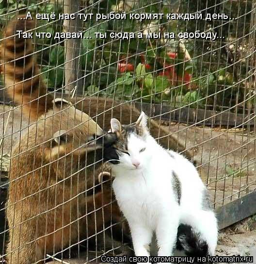 ...А ещё нас тут рыбой кормят каждый день... Так что давай... ты сюда а мы на свободу...... Котоматрица: ...А ещё нас тут рыбой кормят каждый день... Так что давай... ты сюда а мы на свободу...