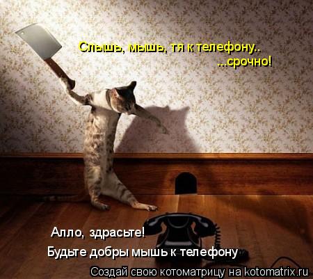 Алло, здрасьте! Будьте добры мышь к телефону Слышь, мышь, тя к телефону.. ...срочно!... Котоматрица: Алло, здрасьте! Будьте добры мышь к телефону Слышь, мышь, тя к телефону.. ...срочно!