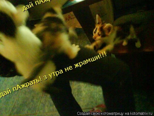 дай пАжрать! з утра не жрамши!!! дай пАжрать! з утра не жрамши!!!... Котоматрица: дай пАжрать! з утра не жрамши!!! дай пАжрать! з утра не жрамши!!!