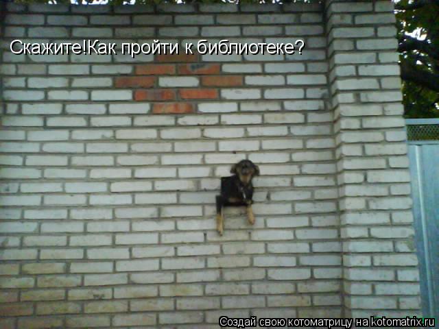 Котоматрица: Скажите!Как пройти к библиотеке?