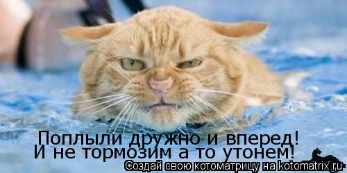 Котоматрица: Поплыли дружно и вперед! И не тормозим а то утонем!