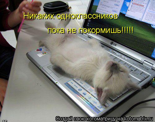 Никаких одноклассников пока не покормишь!!!!!... Котоматрица: Никаких одноклассников пока не покормишь!!!!!