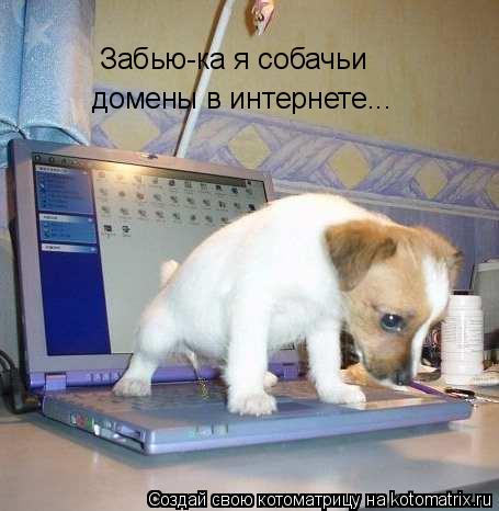 Забью-ка я собачьи домены в интернете...... Котоматрица: Забью-ка я собачьи домены в интернете...