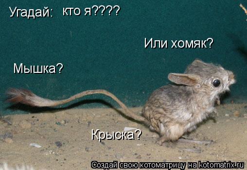 Угадай: кто я???? Мышка? Крыска? Или хомяк?... Котоматрица: Угадай: кто я???? Мышка? Крыска? Или хомяк?