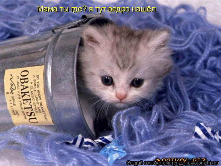 Котоматрица: Мама ты где? я тут ведро нашёл