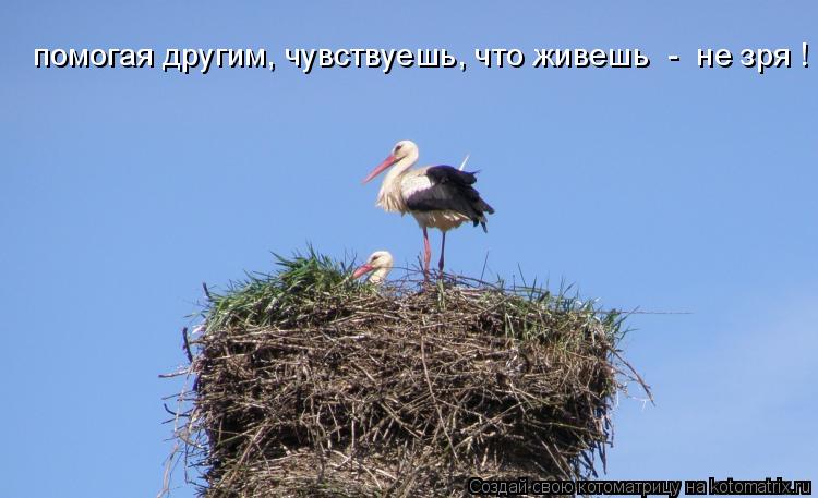 помогая другим, чувствуешь, что живешь - не зря !... Котоматрица: помогая другим, чувствуешь, что живешь - не зря !