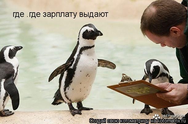 где .где зарплату выдают... Котоматрица: где .где зарплату выдают