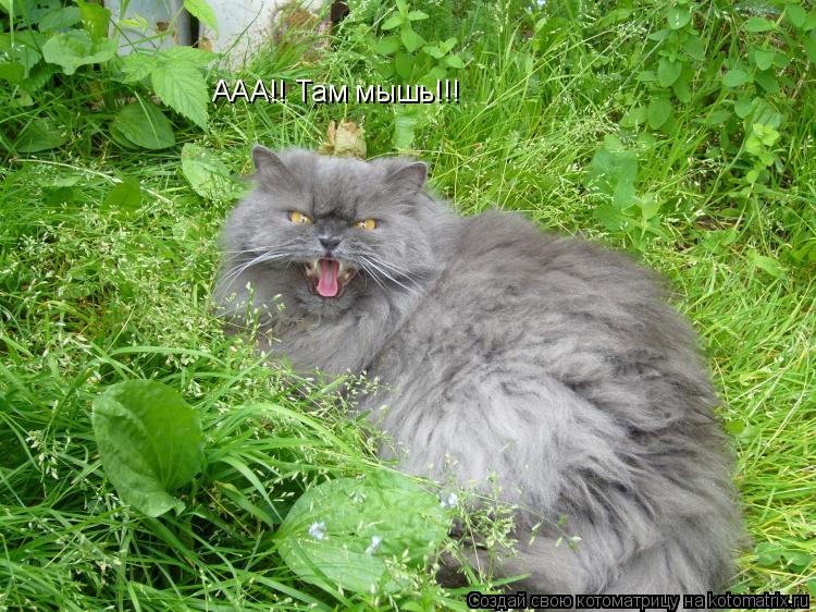 ААА!! Там мышь!!!... Котоматрица: ААА!! Там мышь!!!