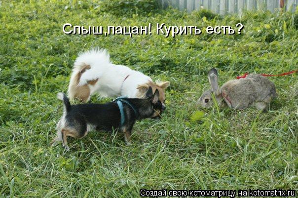 Котоматрица: Слыш,пацан! Курить есть?