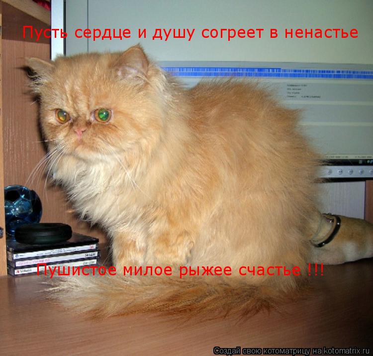 Пусть сердце и душу согреет в ненастье Пушистое милое рыжее счастье !!!... Котоматрица: Пусть сердце и душу согреет в ненастье Пушистое милое рыжее счастье !!!