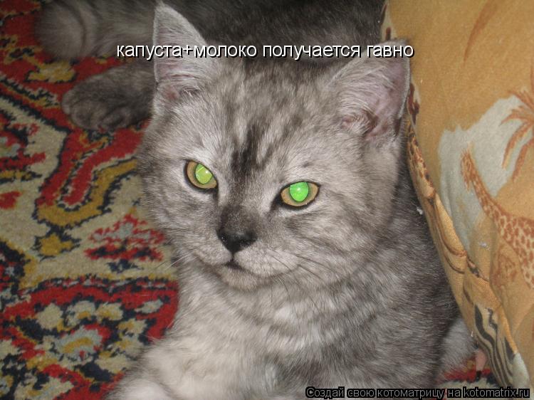 капуста+молоко получается гавно... Котоматрица: капуста+молоко получается гавно