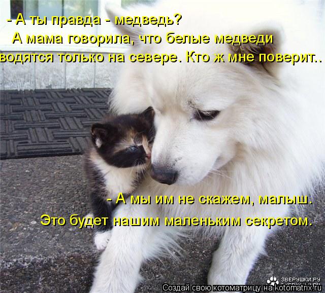 - А ты правда - медведь? А мама говорила, что белые медведи водятся только на севере. Кто ж мне повер... Котоматрица: - А ты правда - медведь? А мама говорила, что белые медведи водятся только на севере. Кто ж мне поверит.. - А мы им не скажем, малыш. Это будет наш