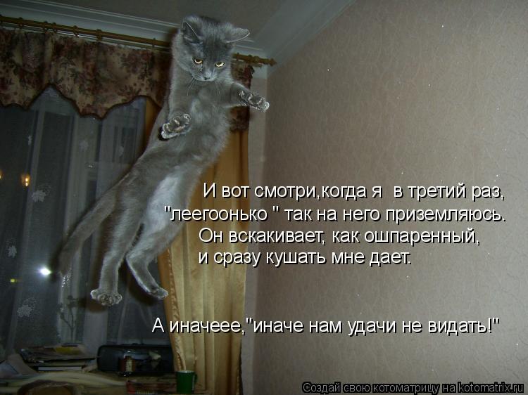 И вот смотри,когда я в третий раз, "леегоонько " так на него приземляюсь. Он вскакивает, как ошпарен... Котоматрица: И вот смотри,когда я в третий раз, "леегоонько " так на него приземляюсь. Он вскакивает, как ошпаренный, и сразу кушать мне дает. А иначеее,"ин