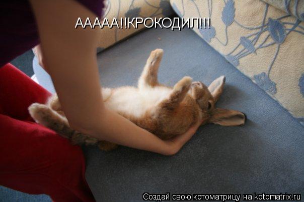Котоматрица: ААААА!!КРОКОДИЛ!!!