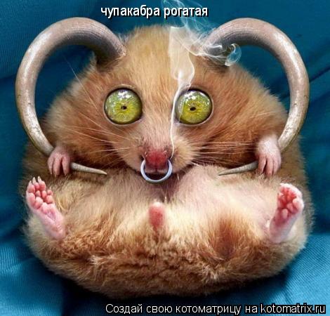 Котоматрица: чупакабра рогатая