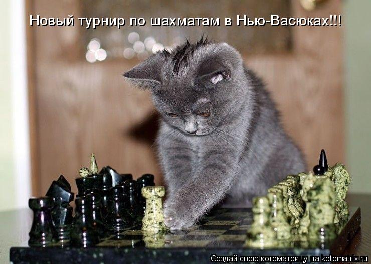 Котоматрица: Новый турнир по шахматам в Нью-Васюках!!!