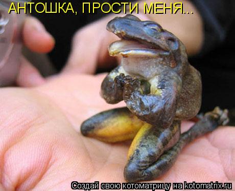 Котоматрица: АНТОШКА, ПРОСТИ МЕНЯ...
