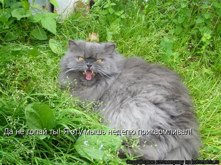 Да не топай ты! Я эту мышь неделю прикармливал!... Котоматрица: Да не топай ты! Я эту мышь неделю прикармливал!