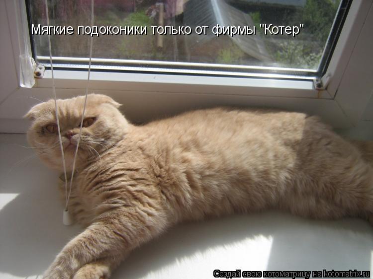 Мягкие подоконики только от фирмы "Котер"... Котоматрица: Мягкие подоконики только от фирмы "Котер"