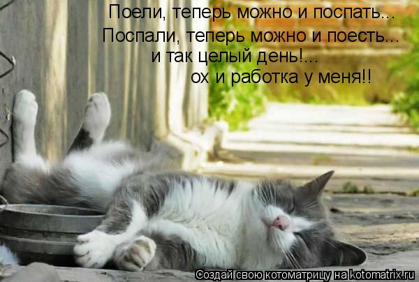 Котоматрица: Поели, теперь можно и поспать... Поспали, теперь можно и поесть... и так целый день!... ох и работка у меня!!