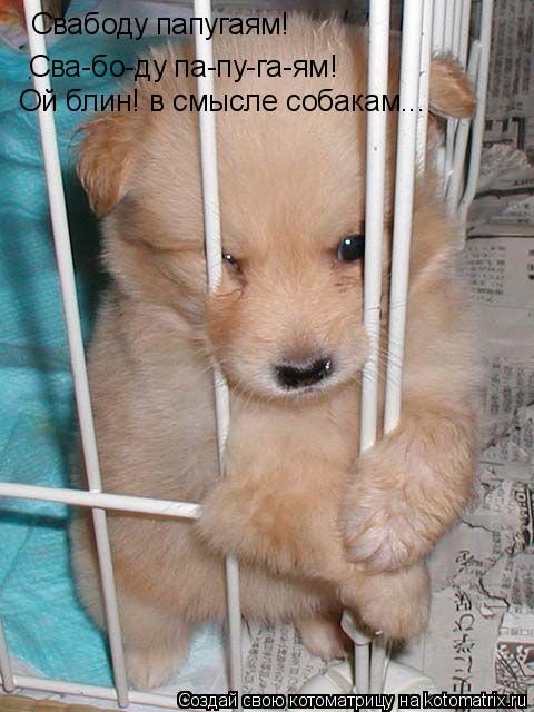 Свабоду папугаям! Свабоду папугаям! Сва-бо-ду па-пу-га-ям! Ой блин! в смысле собакам...... Котоматрица: Свабоду папугаям! Свабоду папугаям! Сва-бо-ду па-пу-га-ям! Ой блин! в смысле собакам...