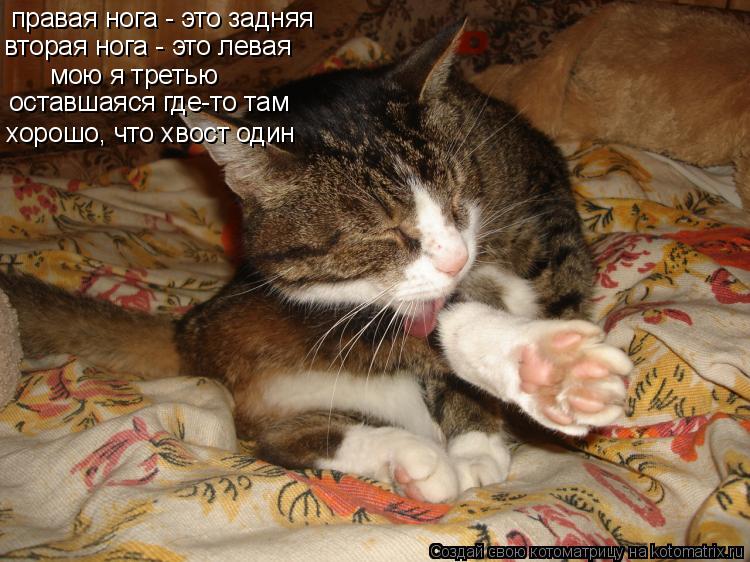 правая нога - это задняя вторая нога - это левая мою я третью оставшаяся где-то там хорошо, что хвост... Котоматрица: правая нога - это задняя вторая нога - это левая мою я третью оставшаяся где-то там хорошо, что хвост один