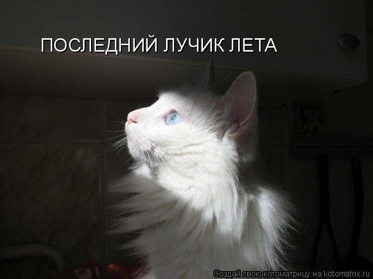 Котоматрица: ПОСЛЕДНИЙ ЛУЧИК ЛЕТА