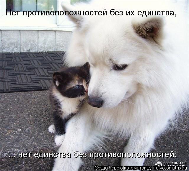Нет противоположностей без их единства, ... нет единства без противоположностей.... Котоматрица: Нет противоположностей без их единства, ... нет единства без противоположностей.