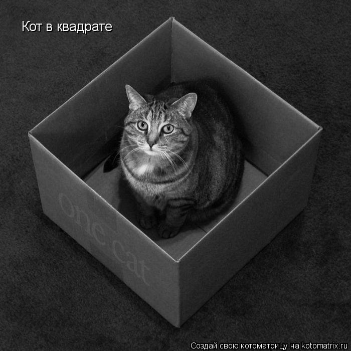 Кот в квадрате... Котоматрица: Кот в квадрате