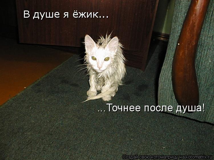 В душе я ёжик... ...Точнее после душа! ...Точнее после душа! ...Точнее после душа!... Котоматрица: В душе я ёжик... ...Точнее после душа! ...Точнее после душа! ...Точнее после душа!