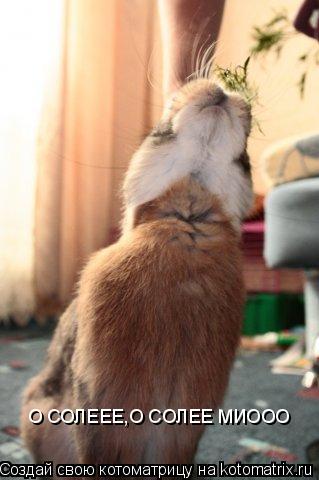 Котоматрица: О СОЛЕЕЕ,О СОЛЕЕ МИООО