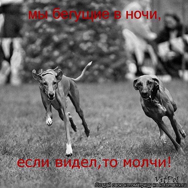 Котоматрица: мы бегущие в ночи, если видел,то молчи!