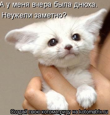 Котоматрица: А у меня вчера была днюха. Неужели заметно?