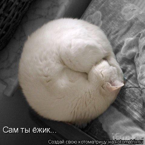 Сам ты ёжик...... Котоматрица: Сам ты ёжик...