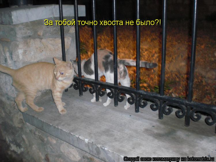 За тобой точно хвоста не было?!... Котоматрица: За тобой точно хвоста не было?!