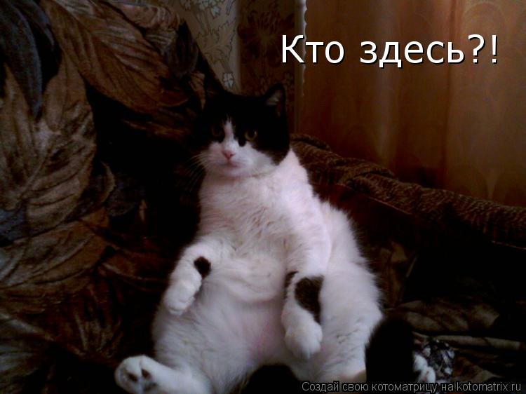 Кто здесь?!... Котоматрица: Кто здесь?!