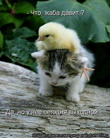 - Что, жаба давит ? - Да, но у нее сегодня выходной.... Котоматрица: - Что, жаба давит ? - Да, но у нее сегодня выходной.