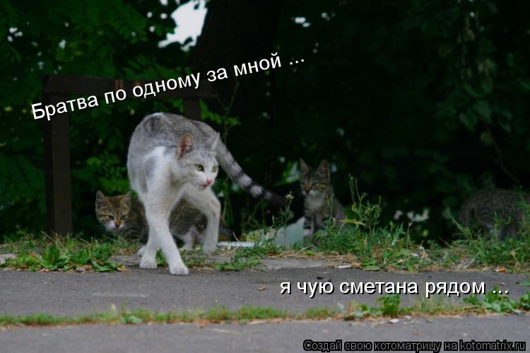 Котоматрица: Братва по одному за мной ...   я чую сметана рядом ...