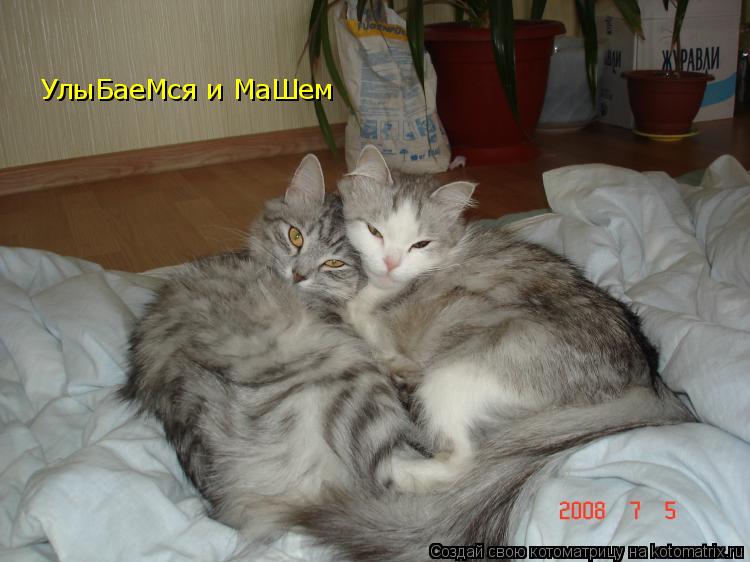 Котоматрица: УлыБаеМся и МаШем