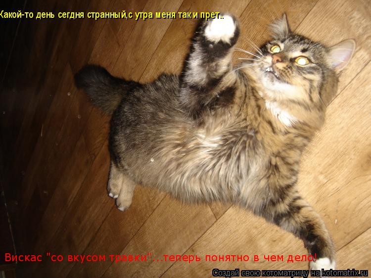 Вискас "со вкусом травки"...теперь понятно в чем дело! Какой-то день сегдня странный,с утра меня так ... Котоматрица: Вискас "со вкусом травки"...теперь понятно в чем дело! Какой-то день сегдня странный,с утра меня так и прет..