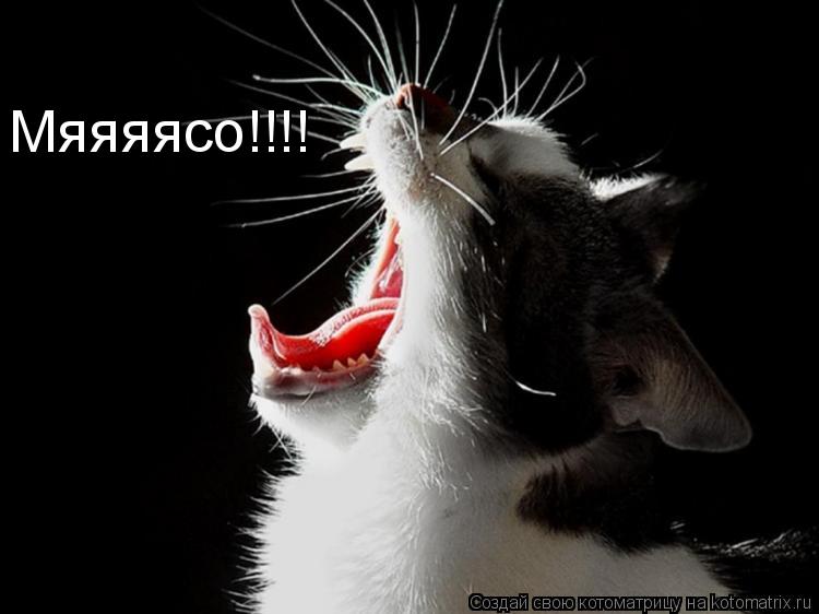 Котоматрица: Мяяяясо!!!!
