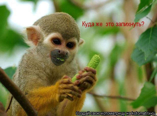 Котоматрица: Куда же  это запихнуть?