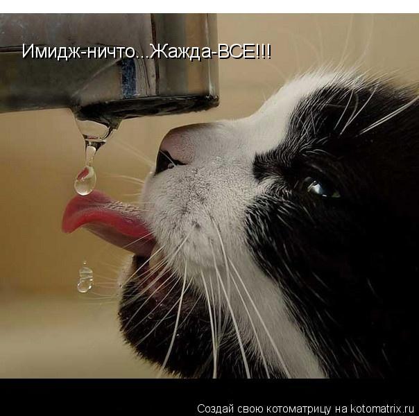 Имидж-ничто...Жажда-ВСЕ!!!... Котоматрица: Имидж-ничто...Жажда-ВСЕ!!!