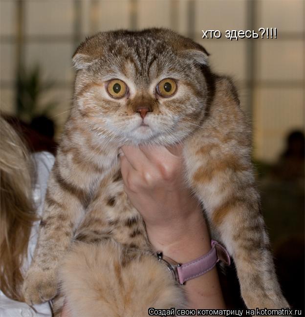 хто здесь?!!!... Котоматрица: хто здесь?!!!