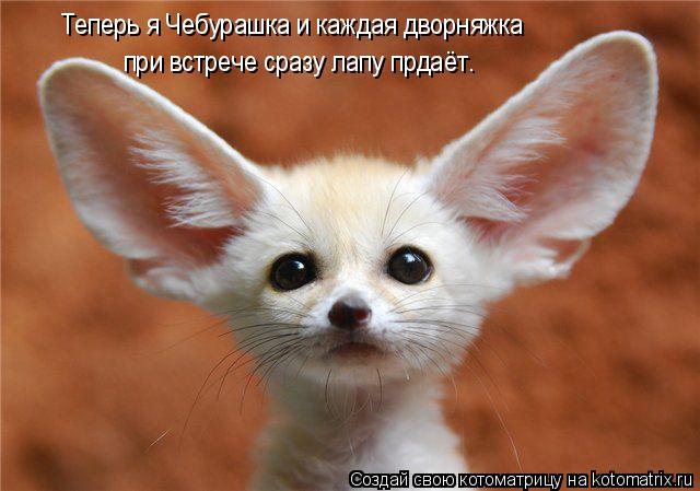 Теперь я Чебурашка и каждая дворняжка при встрече сразу лапу прдаёт.... Котоматрица: Теперь я Чебурашка и каждая дворняжка при встрече сразу лапу прдаёт.